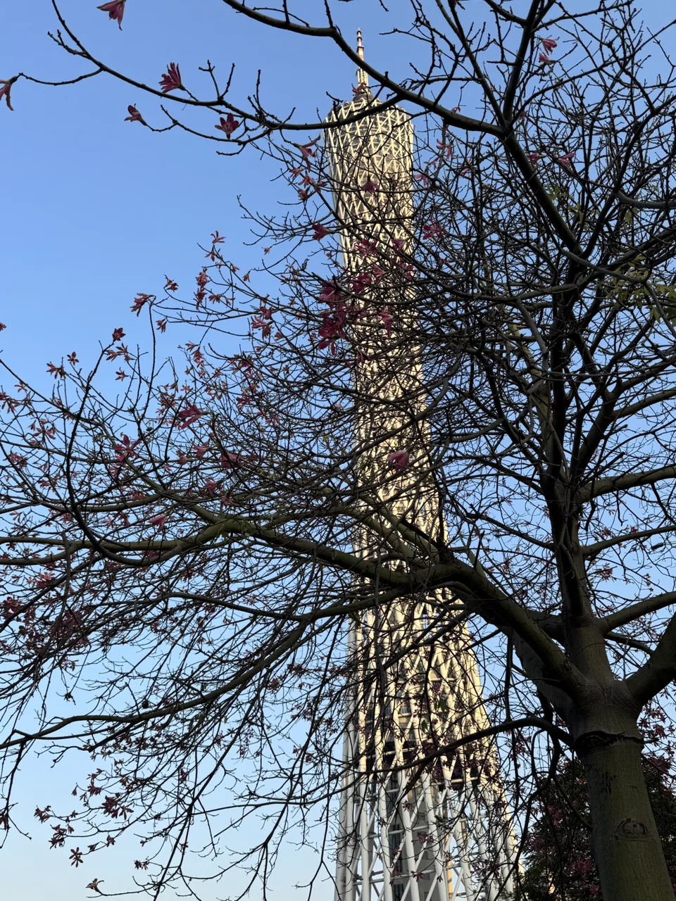 花枝掩映下的广州塔纵向构图
