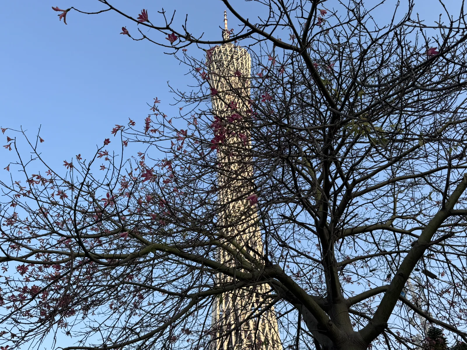 花枝与树影之间的广州塔